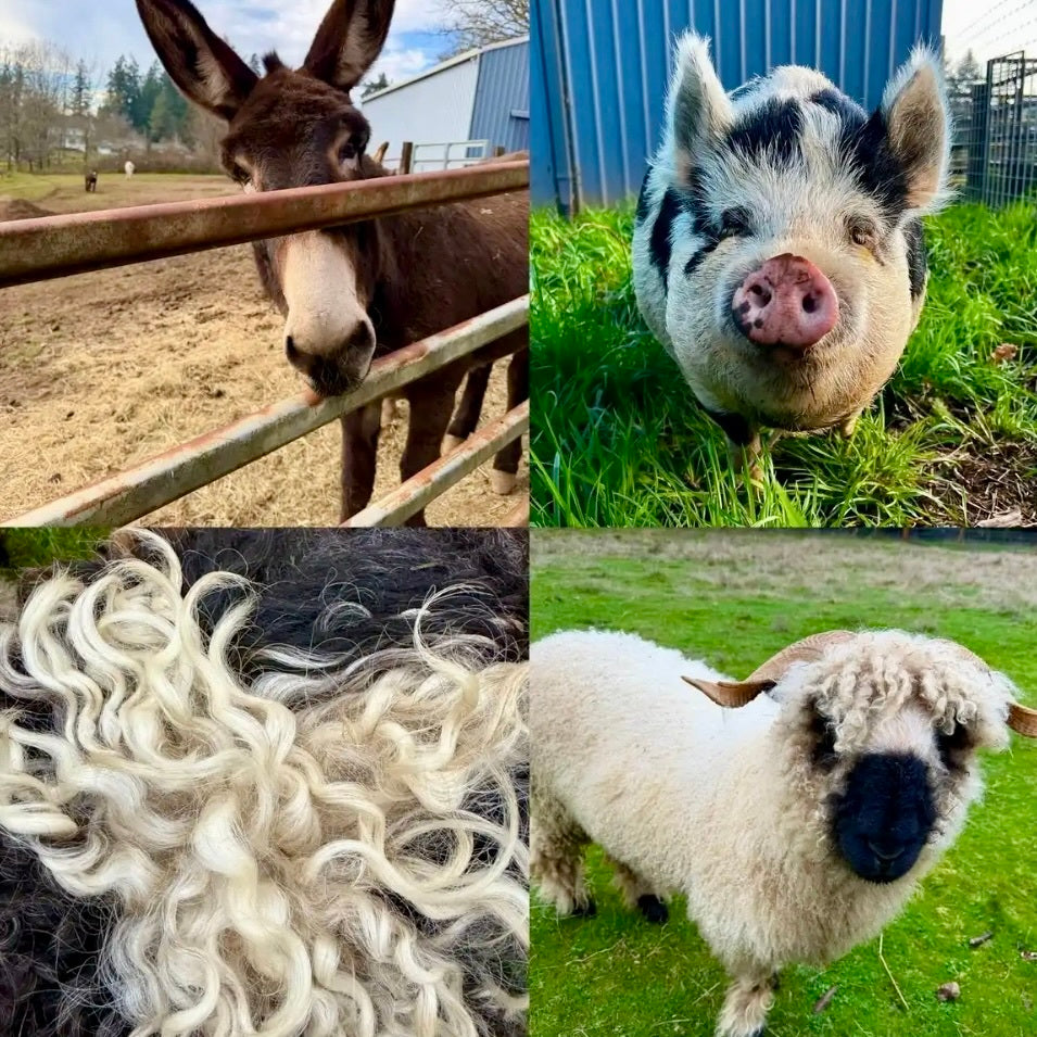 A Farm Day Gathering