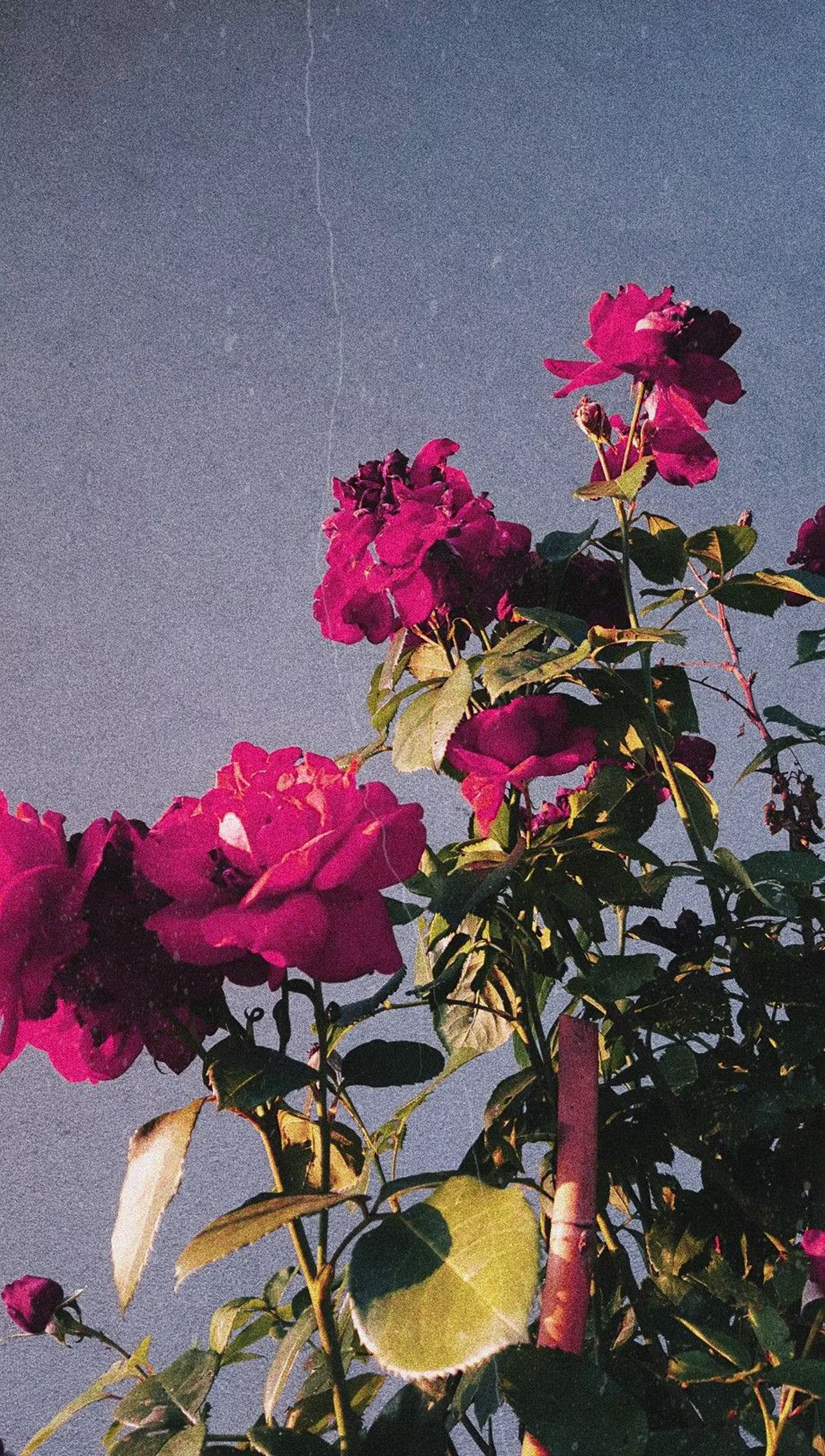 Menopunks x LCC: HRT Social